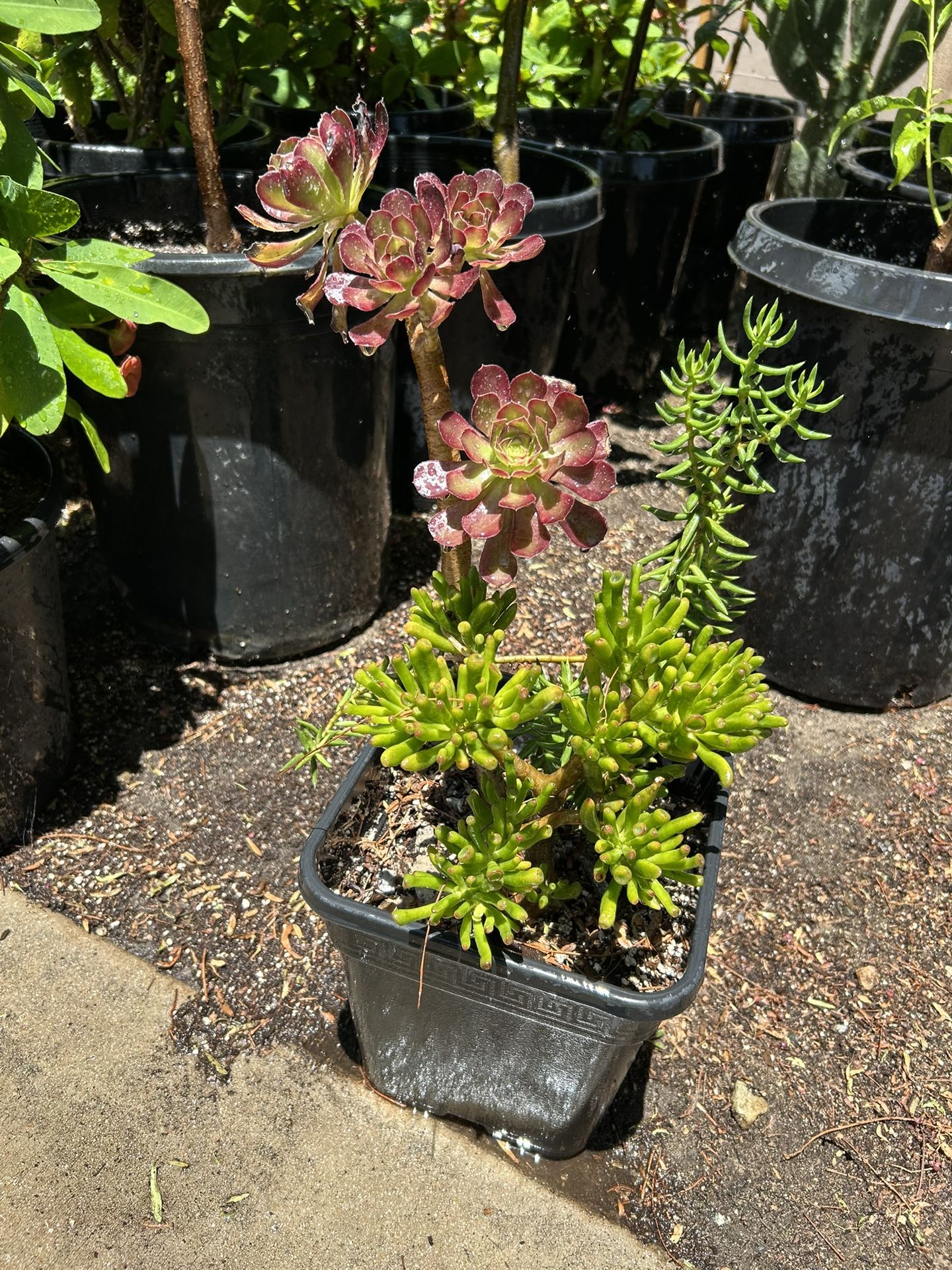 Succulent Plant / Plantas