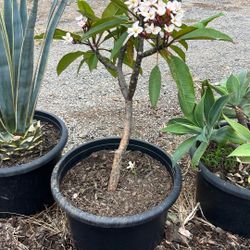 Plumeria