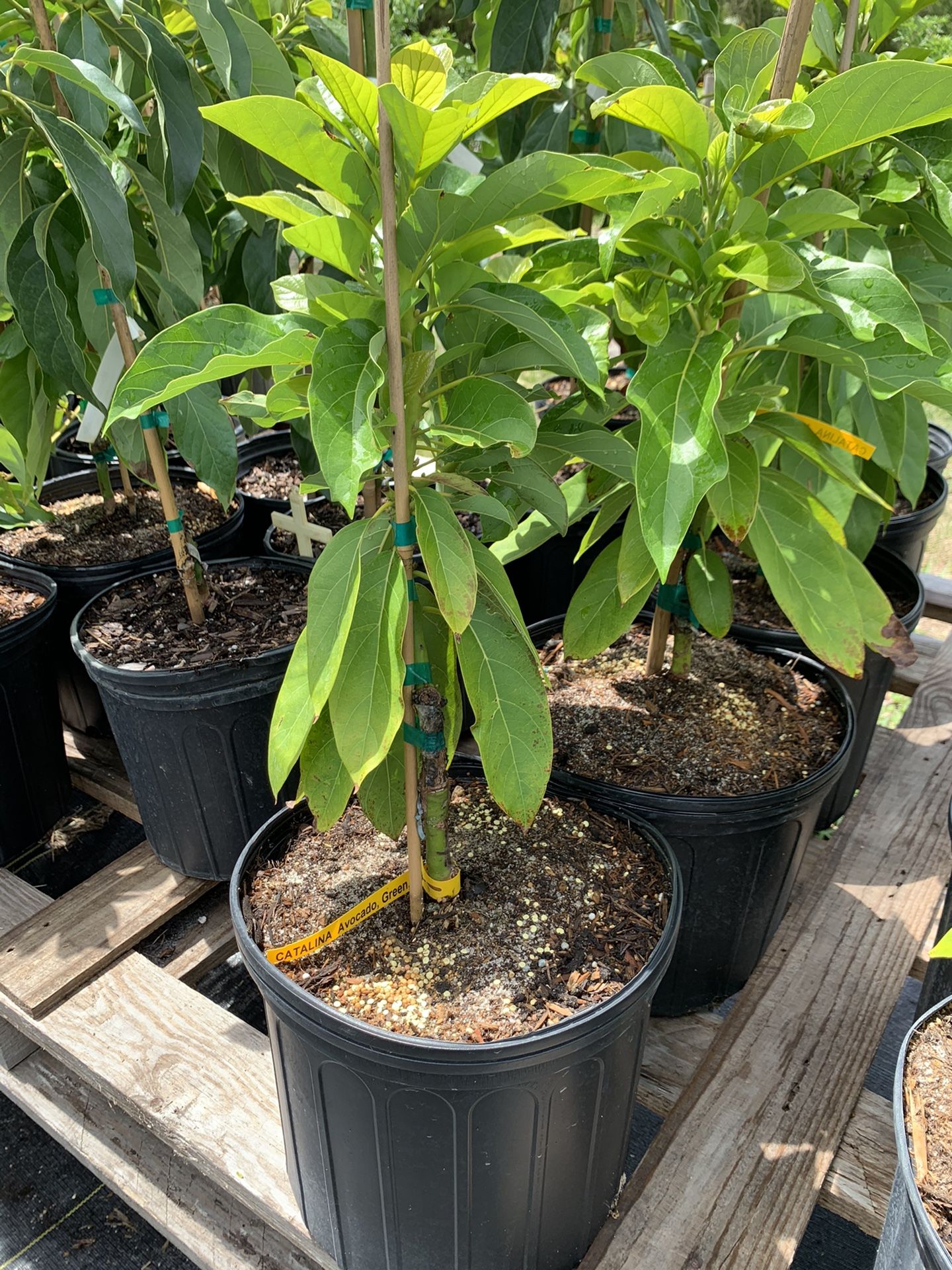 Grafted Catalina Avocado Tree