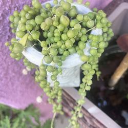 String Of Pearls Plant 