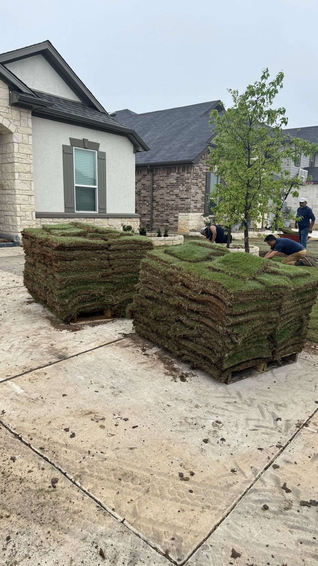 2 Fresh Pallets Of Tiftuf Bermuda Sod for Sale in San Antonio, TX OfferUp
