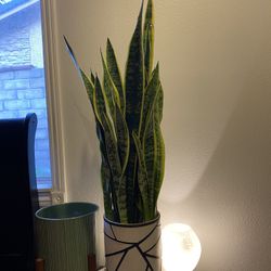 Smoke Plant Talks 33 In