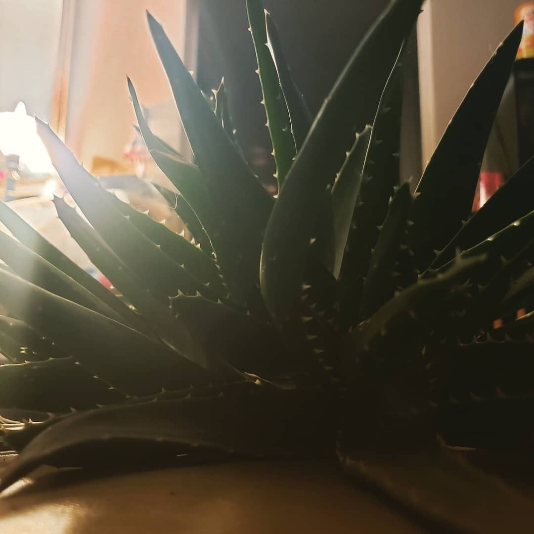 Aloe Vera Plants