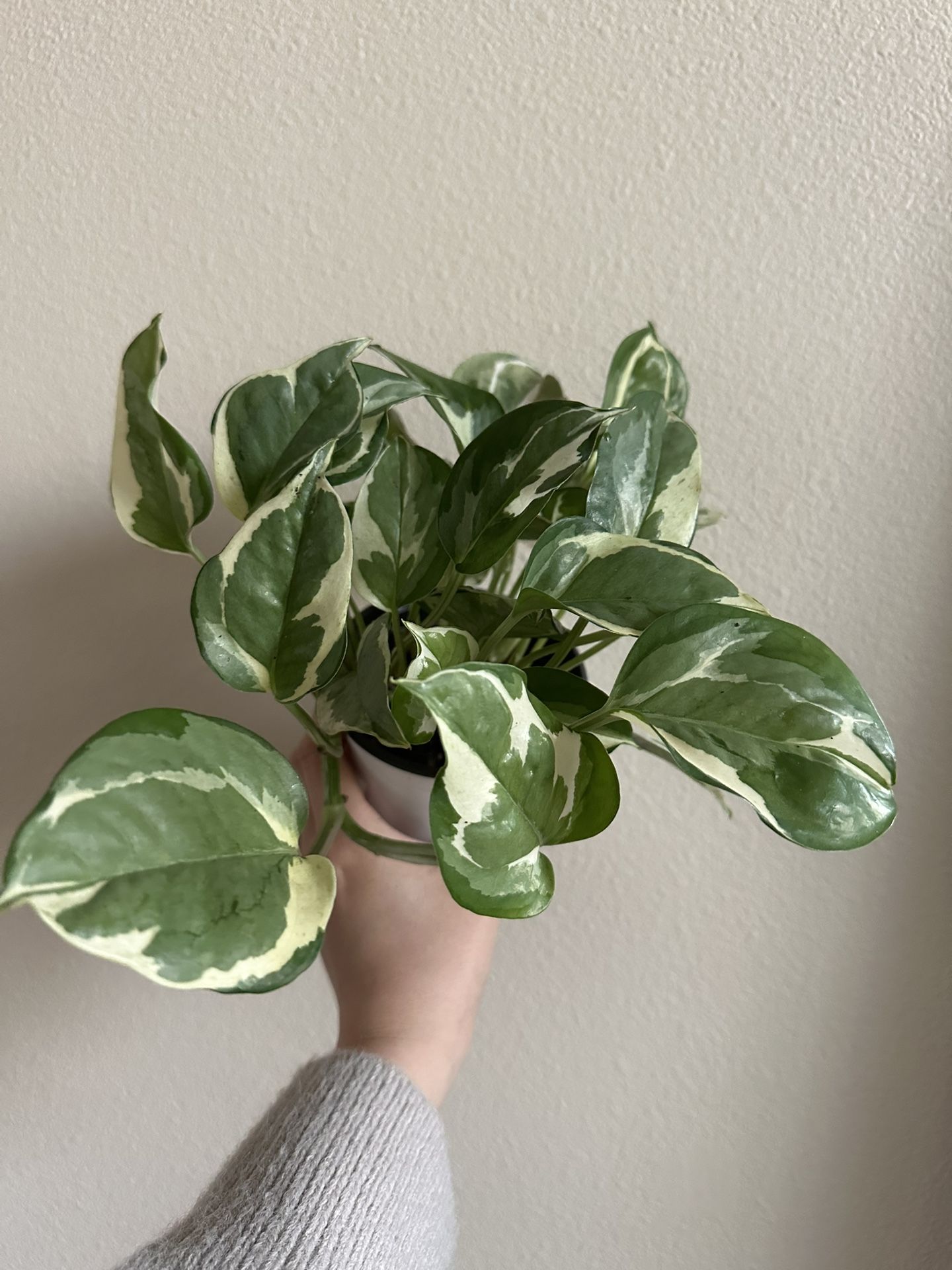 Pothos 'N'joy' Live Plant for Indoor | Different Houseplants in 4''' Pot | Real House Plant for Living Room, Office, Desk & Bathroom
