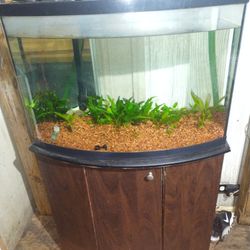 Fish Tank 