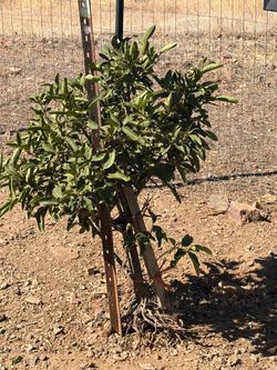 Lemon tree
