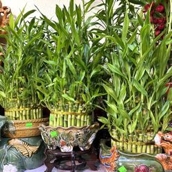 Lucky Bamboo Shop Tiệm Cây Phát Tài Trendy $12-200