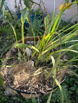 Orchid Coconut