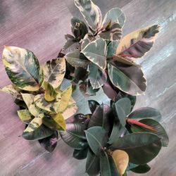 Elástica Ficus Rubber Tree Cây Đa $22-25