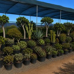 Wholesale Plants and Landscaping services available