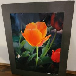 Beautiful Orange Tulip  Matted Orange Tulip Photo 11 x 14 by Benjamin M. Piccirilli Photographer