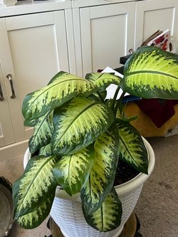 Live Healthy Plants (Dieffenbachia $70 and more $50)