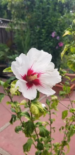 Hibiscus Plants 4ft Tall 3yr Olds