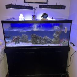 75 Gallon Reef Tank