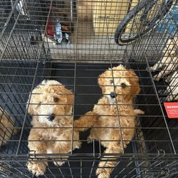 Large Dog Crate