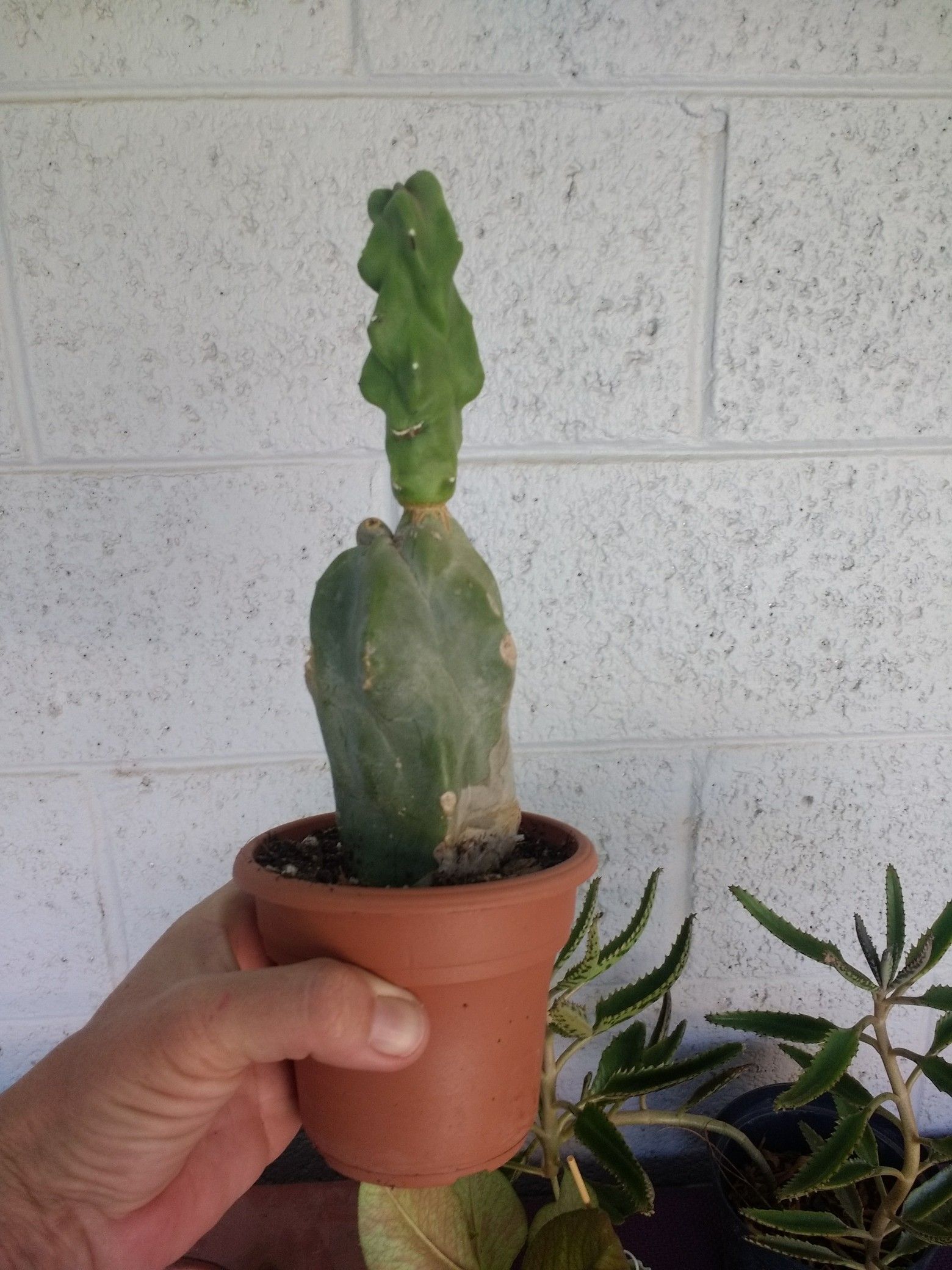 Totem pole cactus