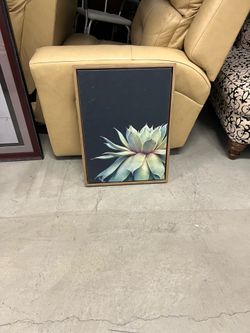 Picture  Cactus