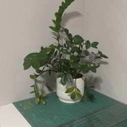 Indoor Plant ZZ Plant (Super Low Maintenance!)
