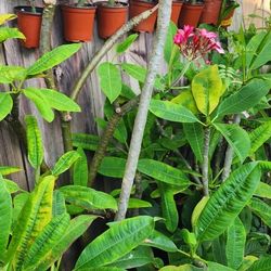 Plumeria Red And Pink, Bare Rooted. 