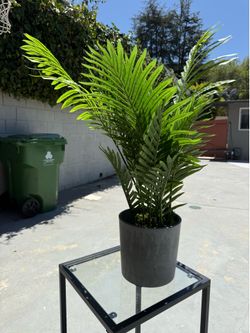 Plant decor