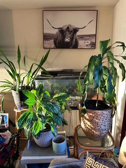 Plants for Sale