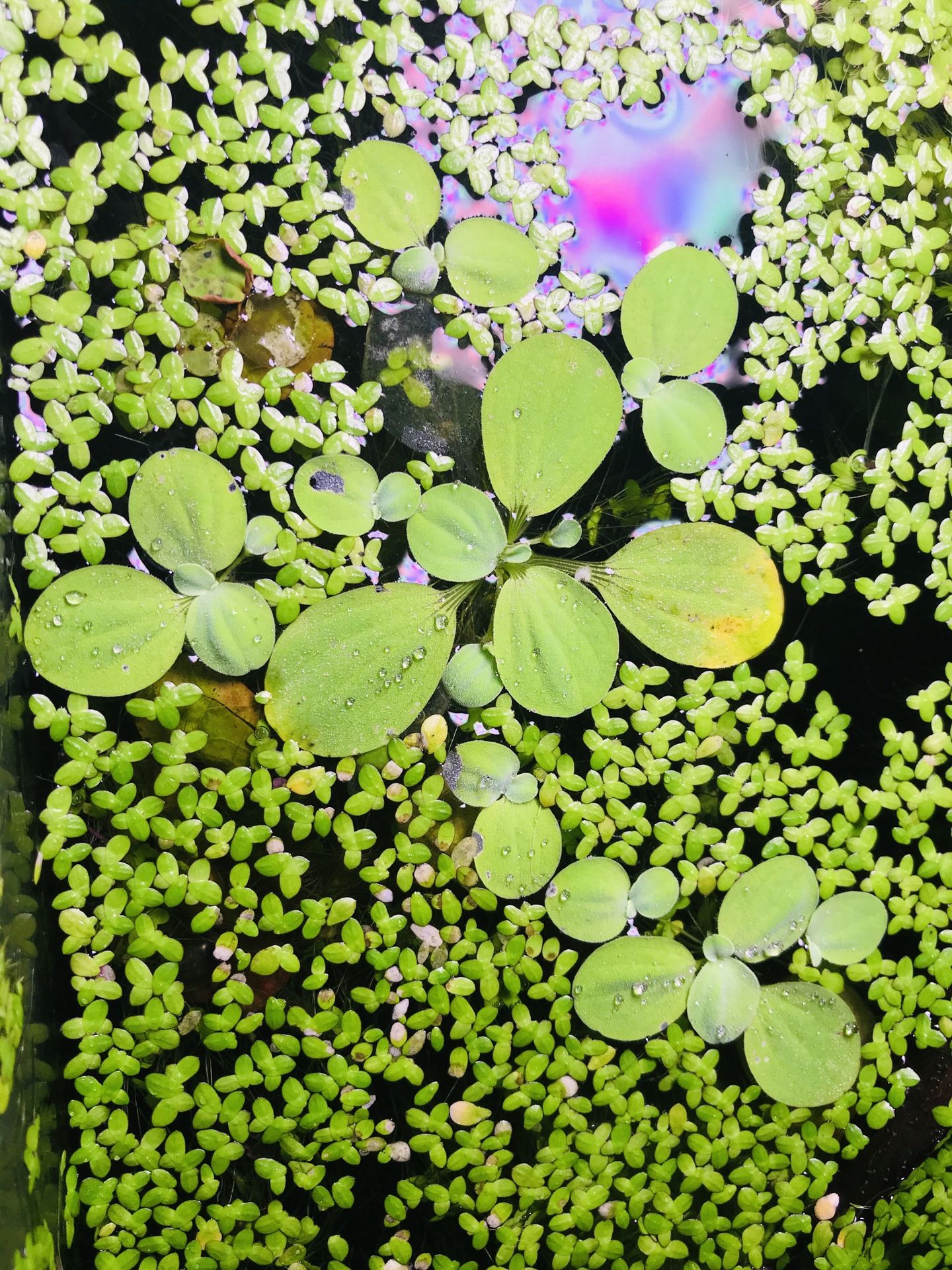 FREE Duckweed with purchase of Dwarf water lettuce (Live Aquarium Plant)