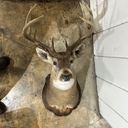 Whitetail Deer Mount - 10 Point Buck - Man Cave Decor