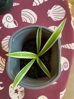 Spider Plant (Chlorophytum comosum), known for its thin, arching variegated leaves.