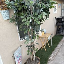 Tree 6ft 