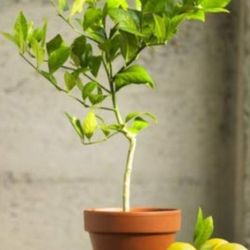 💯 Organic Well Rooted Mexican Key Lime Plant 