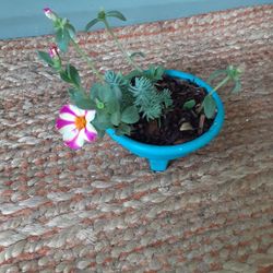 Purslane And Succulent 