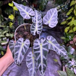 6” alocasia bambino