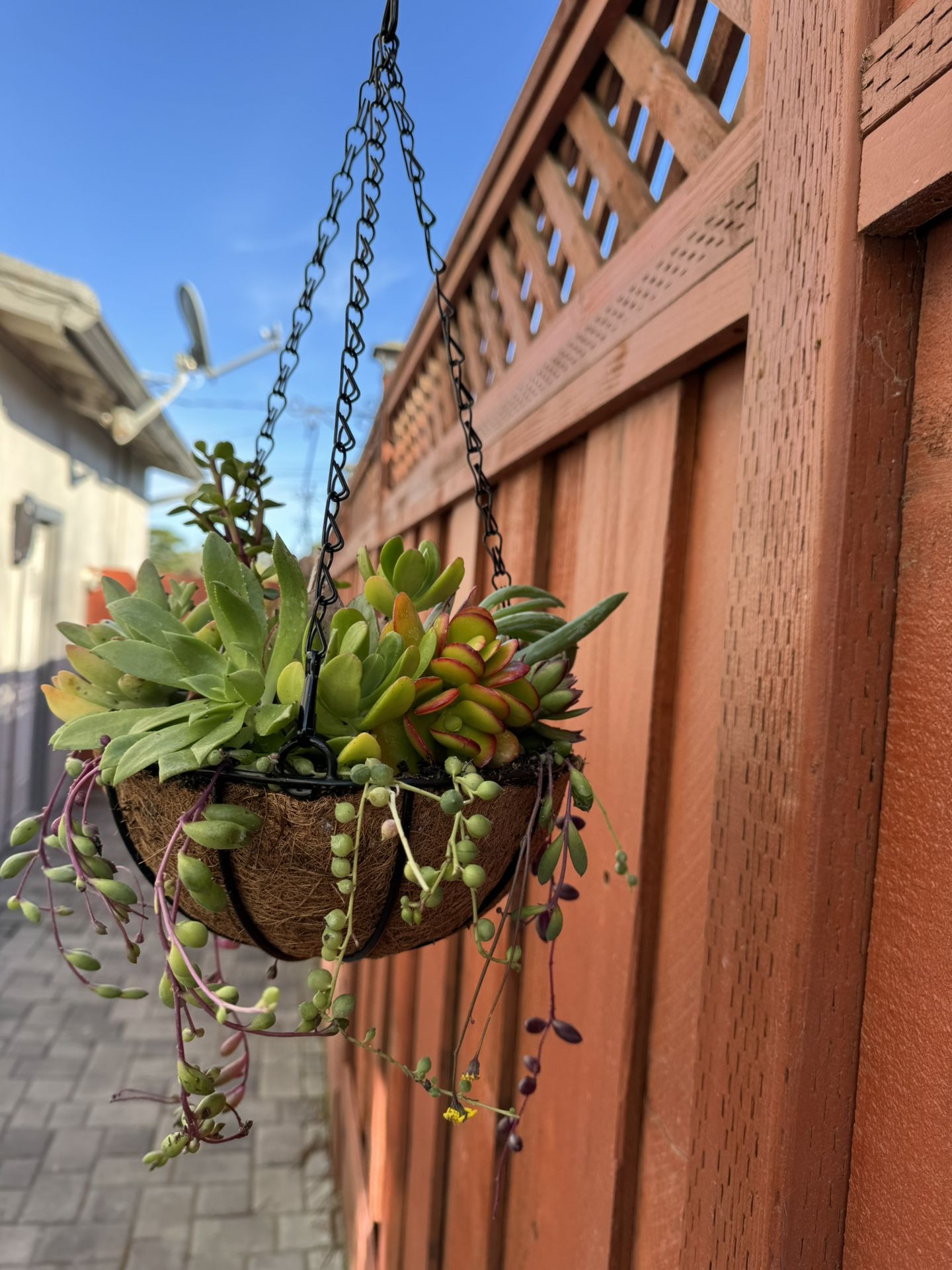Hanging Succulent Arrangements