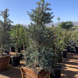Icee Blue Podocarpus , Yellow-Wood Podocarps elongatus ‘Monmal’, Hedge And Privacy 24” Box