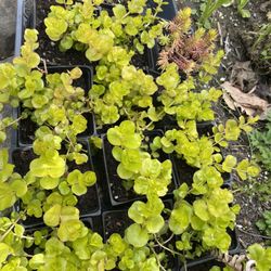 Golden Creeping Jenny
