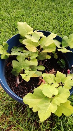 Fig Tree Plant