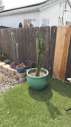 Planter with cactus