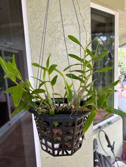 Dendrobium Crumenatum