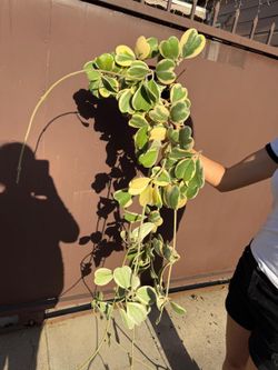 8” hoya kerrii variegated XXL