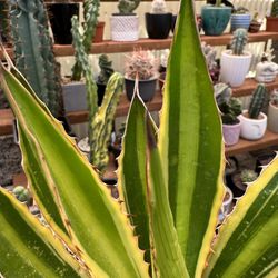 🌵 Variegated Agave! Quadricolor Agave lophantha •Four Different Colors On This Agave! 🌵 