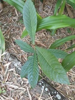 Loquat Seedlings