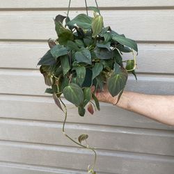 6” micans philodendron