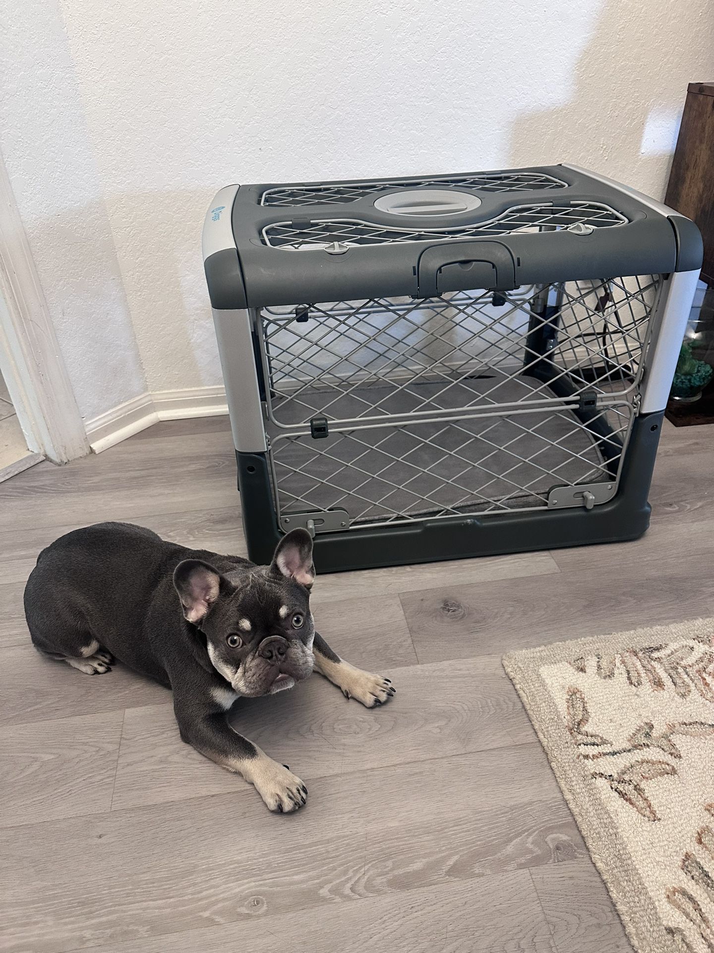 Diggs Revolve Collapsible Dog Crate - Small Grey