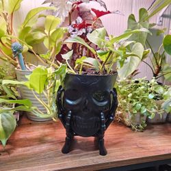 Lemon Lime Philodendron 