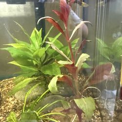 Fish tank plants aquarium plants fish tank decorations Alternanthera reineckii