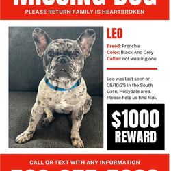 Missing Dog Last Seen 05/10/25 In South Gate