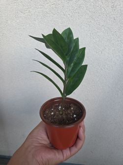 Plant