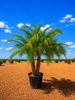 Pygmy Date Palm