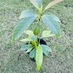 Organic Avacado Plant