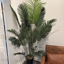 Indoor Palm Tree (7ft Height)